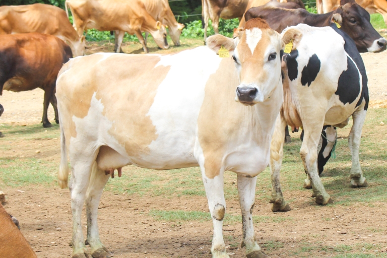 Our Services | Jamaica Dairy Development Board