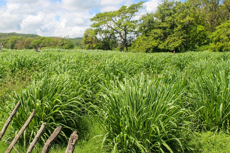 PASTURE