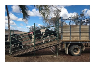 Cows Transport