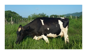 Holstein